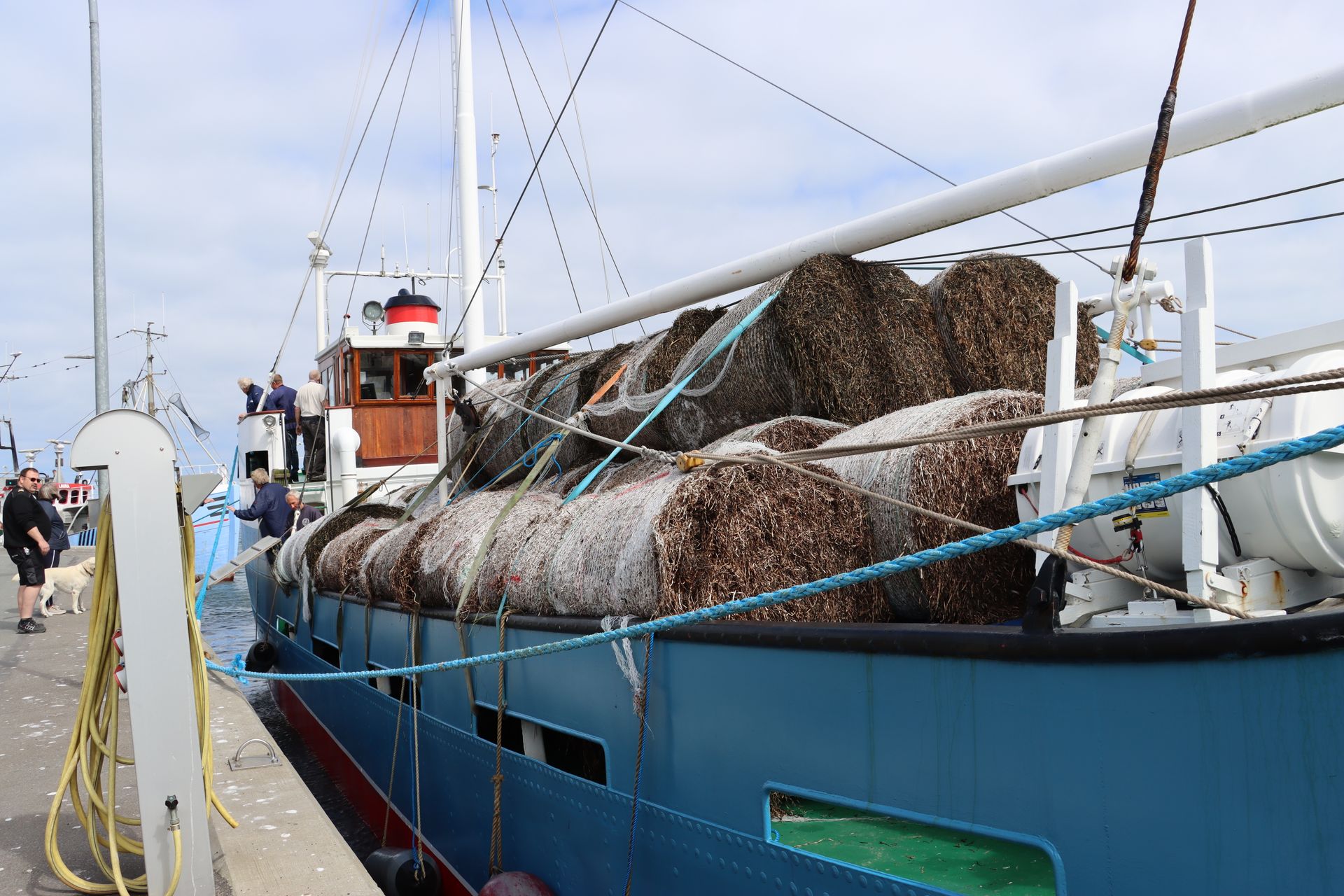 Blå fiskerbåd ligger til kaj, læsset med tangballer i en havn, mennesker i nærheden.