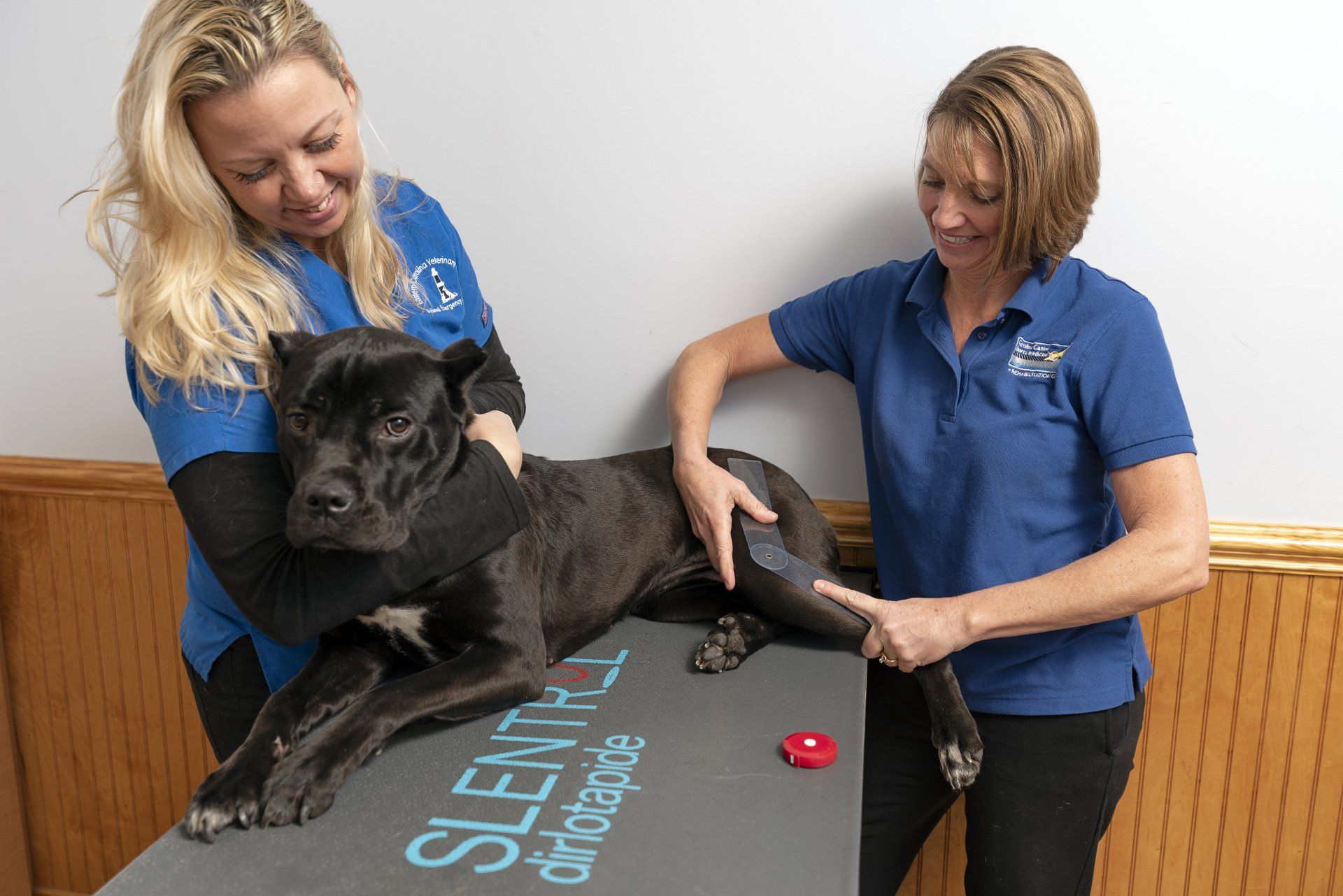 Treating Dog — Animal Specialist in Wilmington, NC