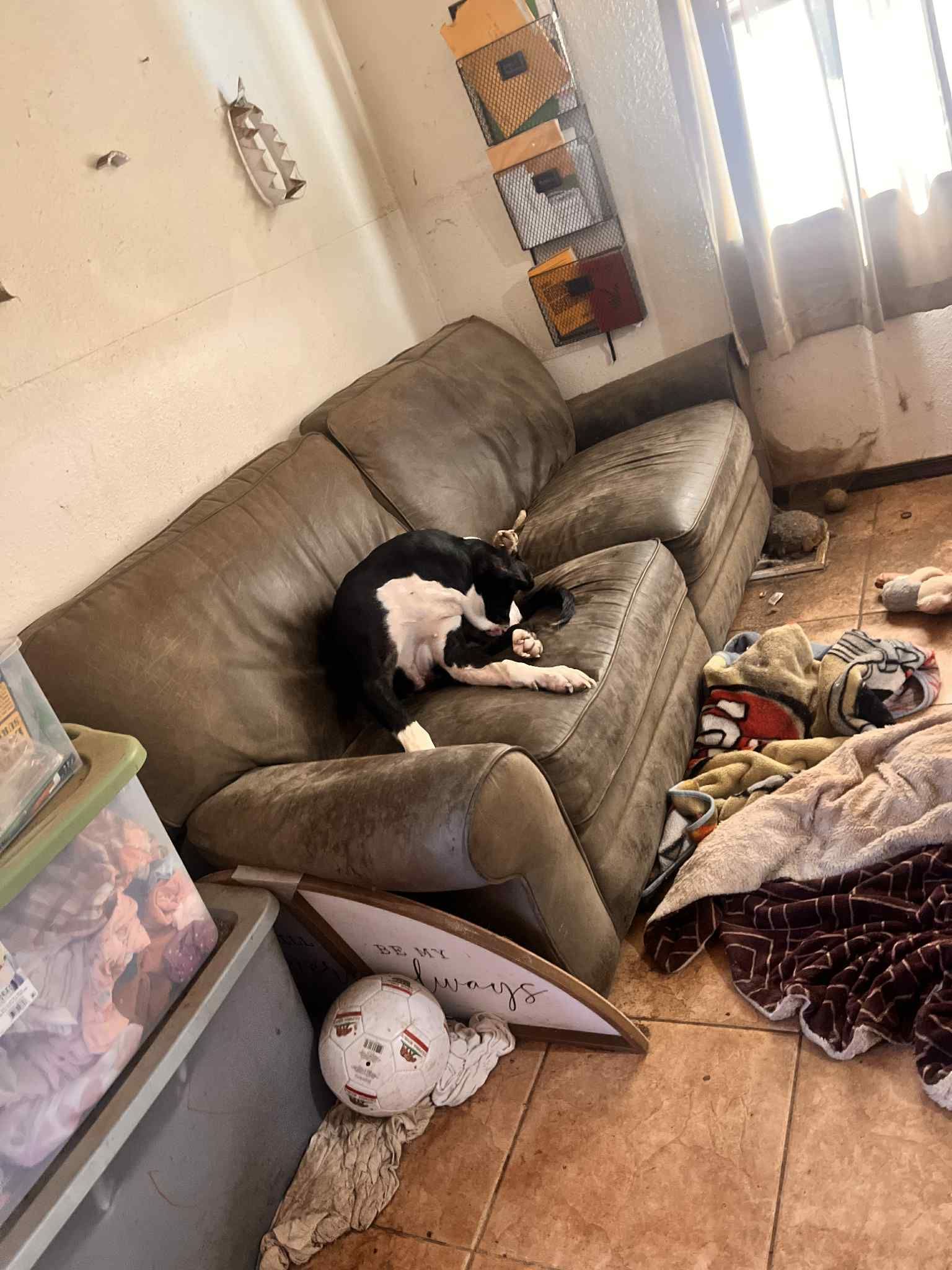 Dog sleeping on a worn, brown couch in a cluttered room.