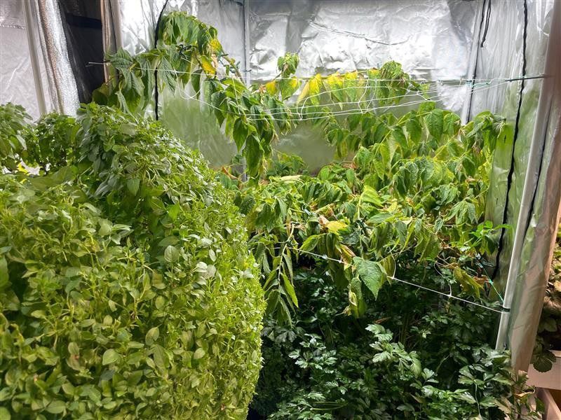 Inside of a Grow Tent Filled With Lush, Green Plants Under Grow Lights — Cairns Hydroponics In Bungalow, QLD