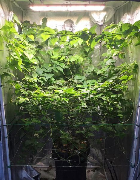 A Large, Leafy Plant Inside a Grow Tent, Using a Trellis for Support, Under Grow Lights — Cairns Hydroponics In Bungalow, QLD