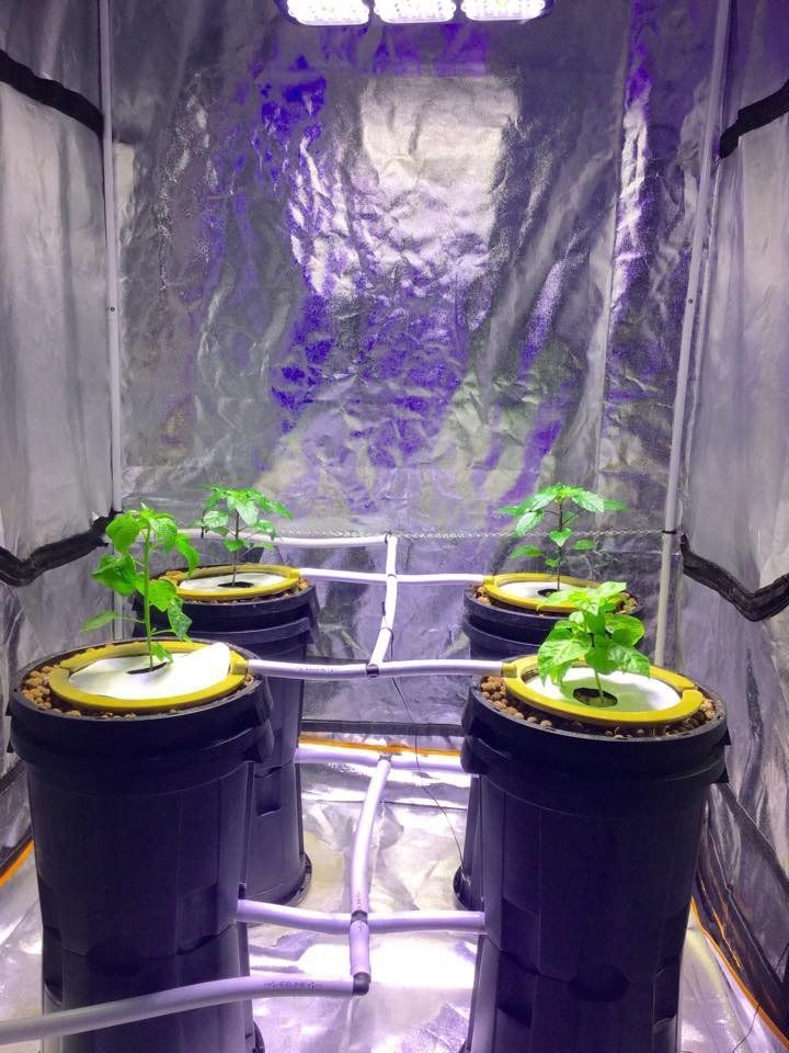 Hydroponic Setup With Four Plants in a Grow Tent Under a Purple Grow Light — Cairns Hydroponics in Bungalow, Qld