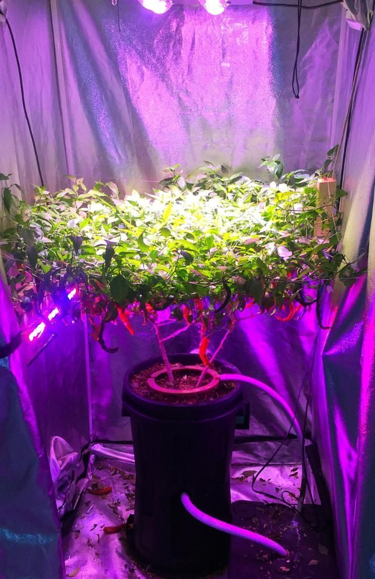 Hydroponic Plant Setup Inside a Reflective Tent With Purple Grow Lights — Cairns Hydroponics In Bungalow, QLD