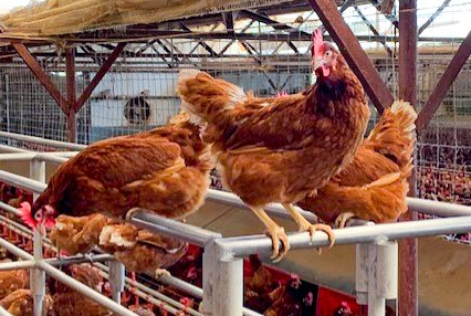 Barn Laid Cage Free Eggs — Llandilo, NSW — Llandilo Farm Fresh Eggs
