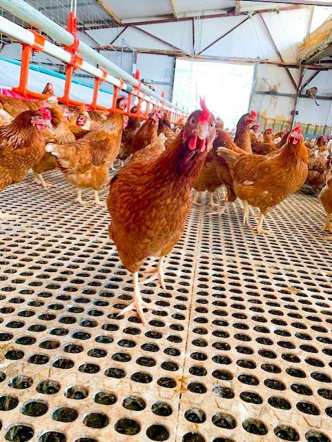 Poultry Farm — Llandilo, NSW — Llandilo Farm Fresh Eggs