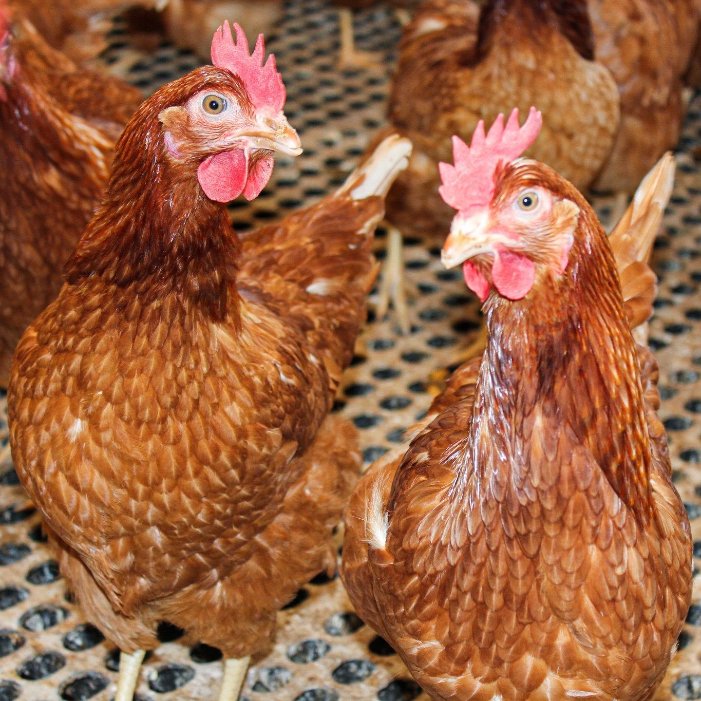 Two Hens — Llandilo, NSW — Llandilo Farm Fresh Eggs