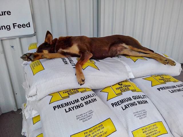 Dog Sleeping — Llandilo, NSW — Llandilo Farm Fresh Eggs