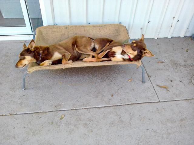 Two Dogs — Llandilo, NSW — Llandilo Farm Fresh Eggs