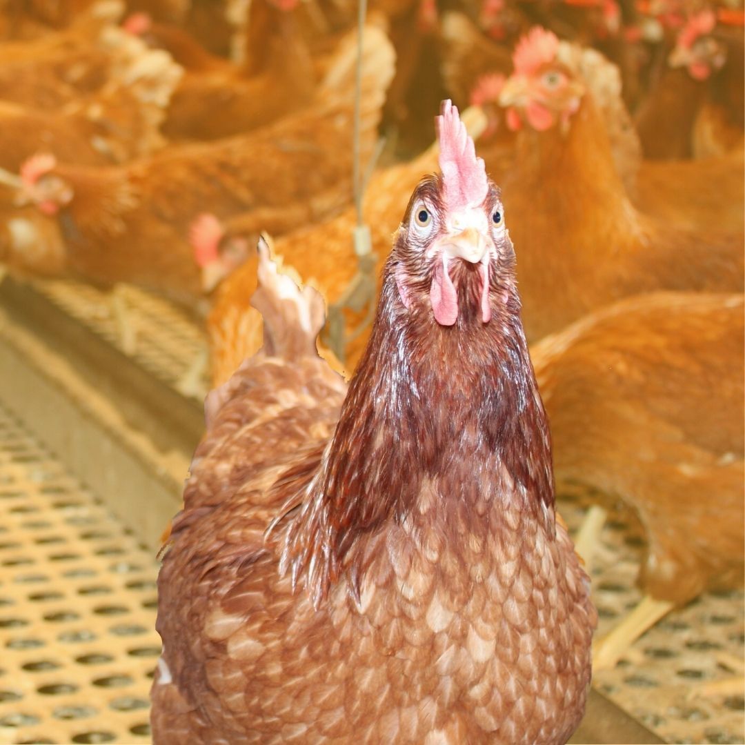 Hen Close-up — Llandilo, NSW — Llandilo Farm Fresh Eggs