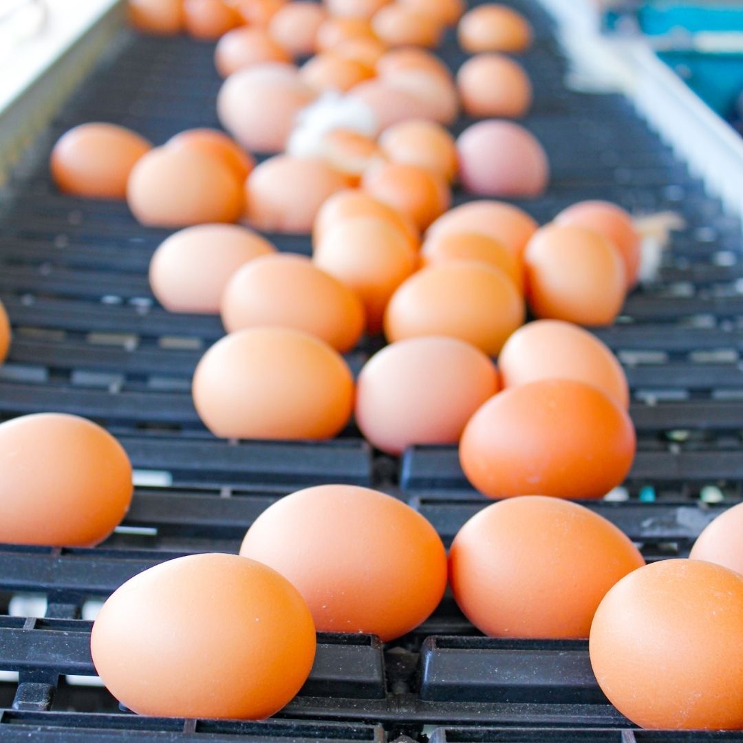 Fresh Brown Eggs — Llandilo, NSW — Llandilo Farm Fresh Eggs