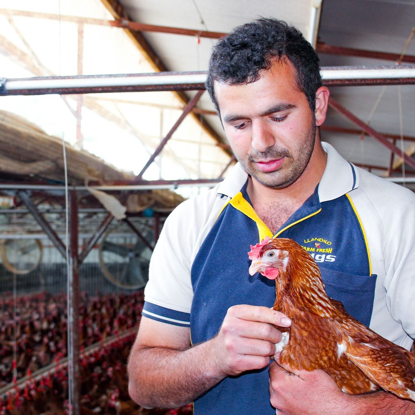 Man Carrying a Hen — Llandilo, NSW — Llandilo Farm Fresh Eggs