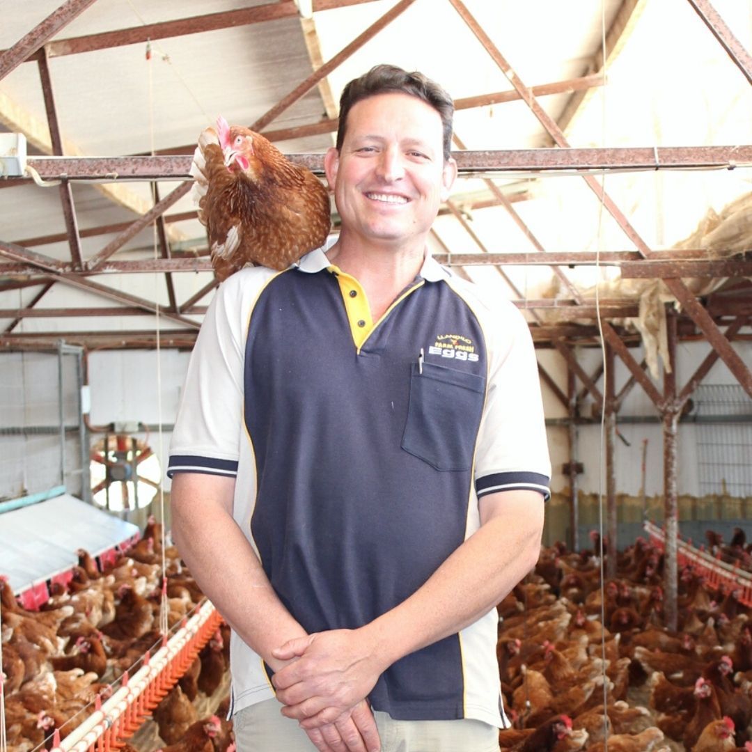 Llandilo Farm — Llandilo, NSW — Llandilo Farm Fresh Eggs