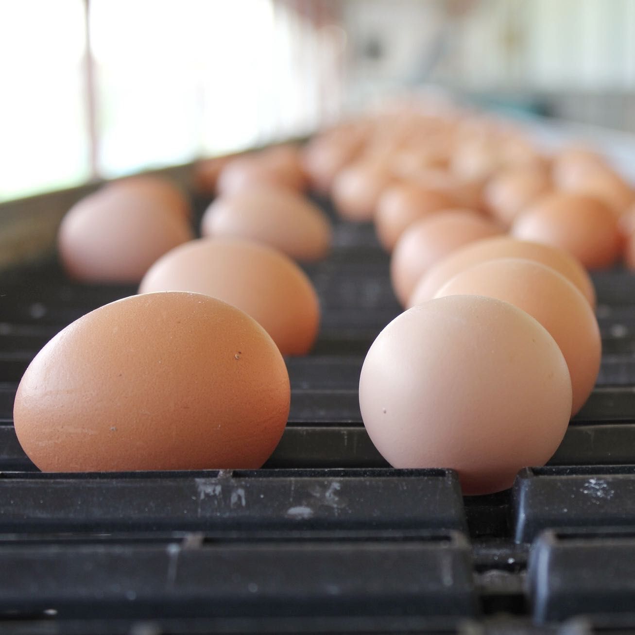 Brown Eggs on the Running Machine — Llandilo, NSW — Llandilo Farm Fresh Eggs