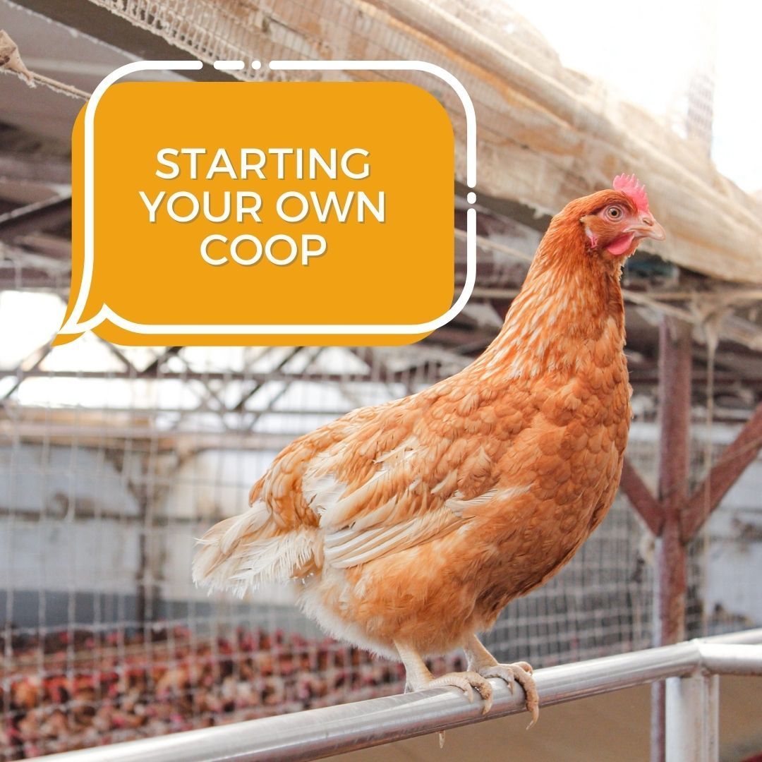 Hen — Llandilo, NSW — Llandilo Farm Fresh Eggs