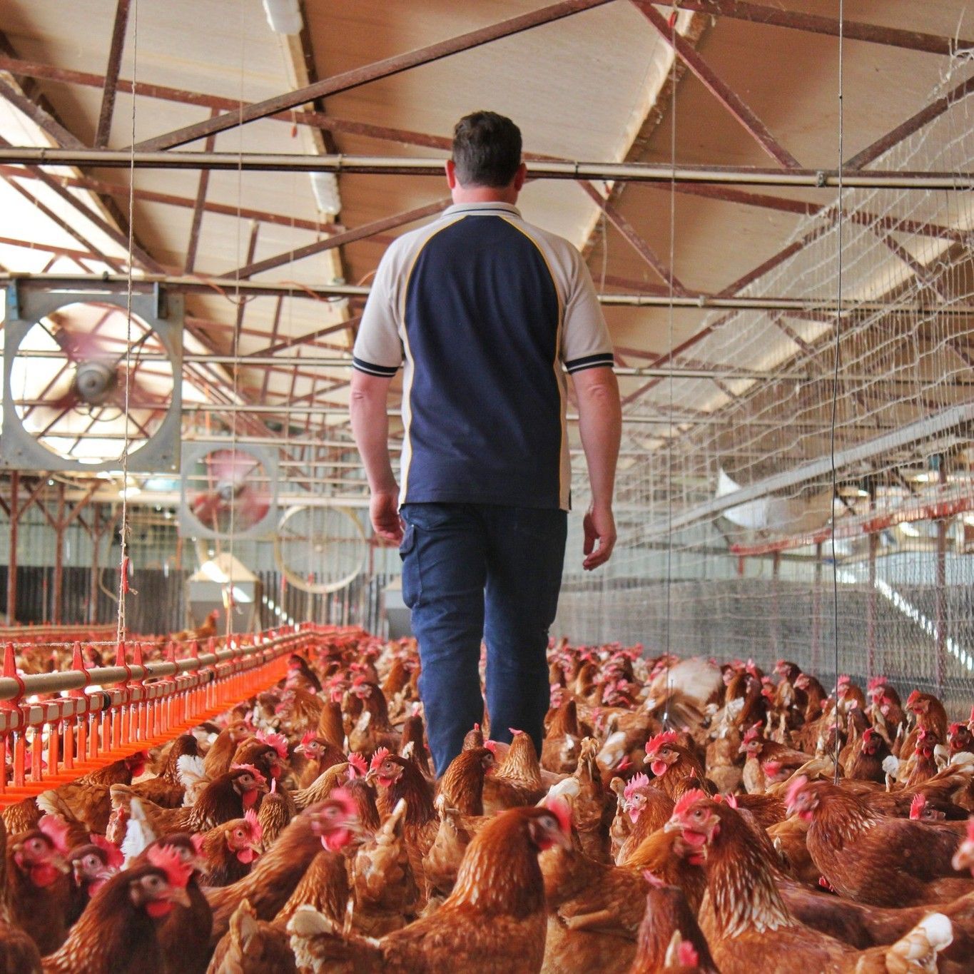 Man at the Farm — Llandilo, NSW — Llandilo Farm Fresh Eggs