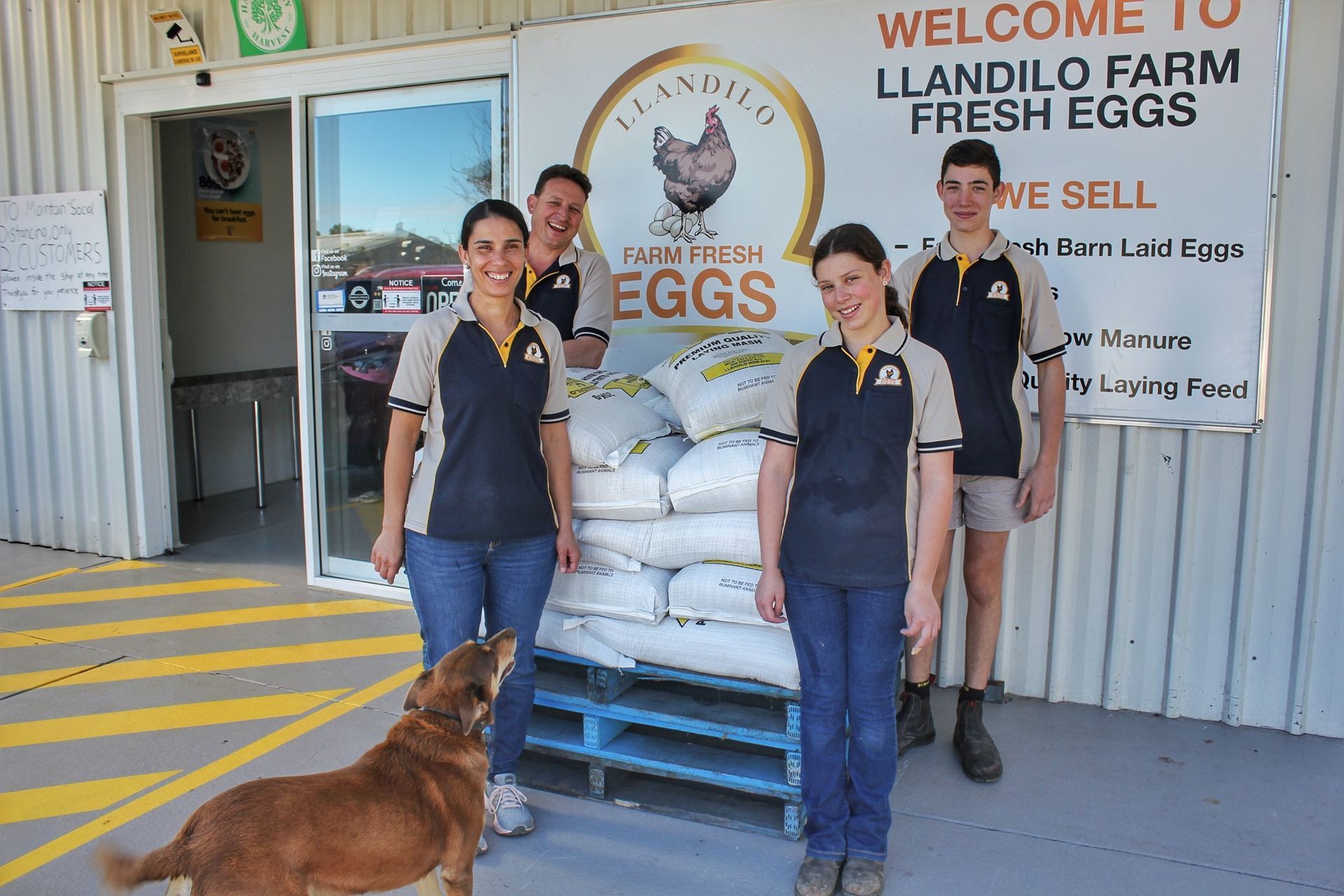 The Galeas — Llandilo, NSW — Llandilo Farm Fresh Eggs