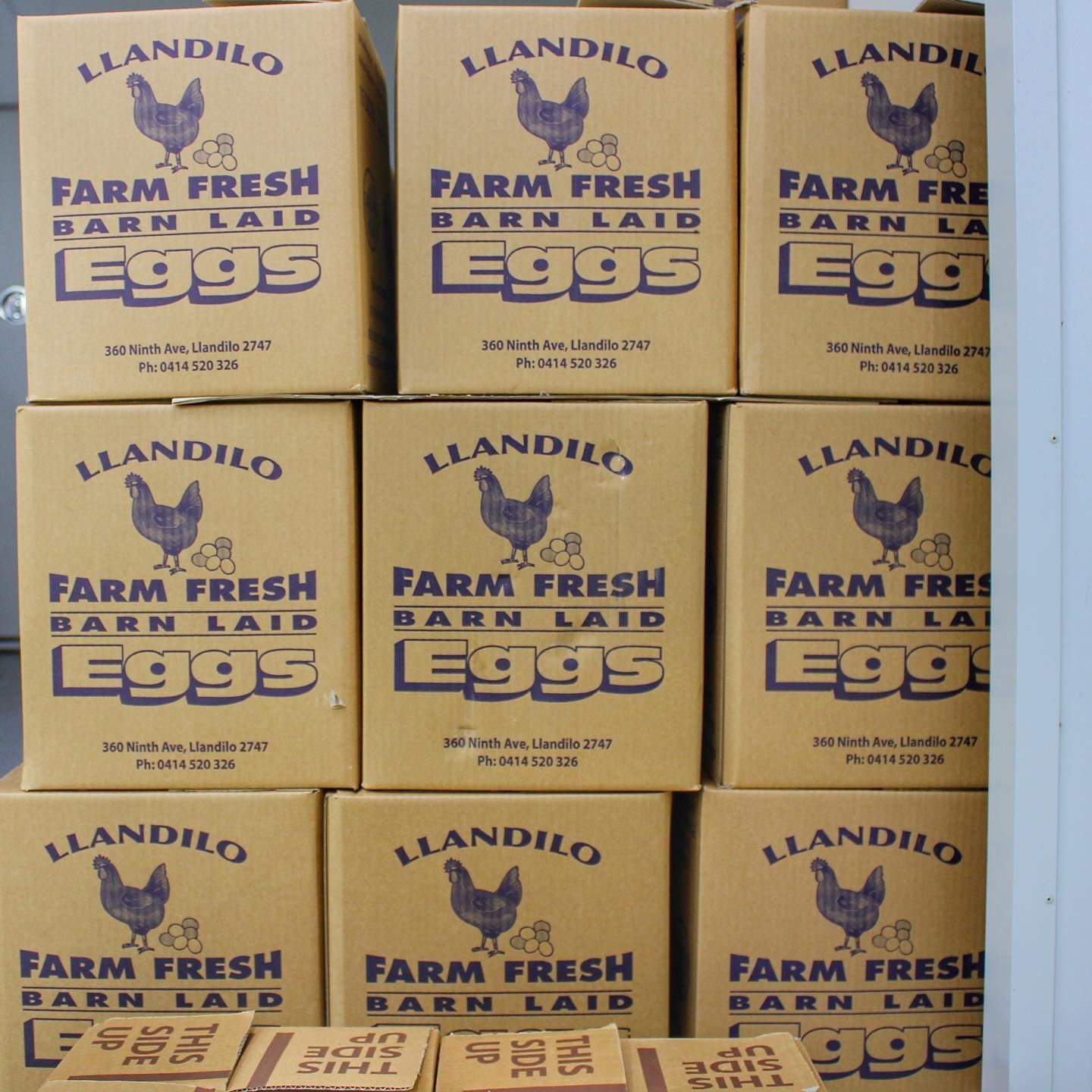 Wholesale Eggs — Llandilo, NSW — Llandilo Farm Fresh Eggs