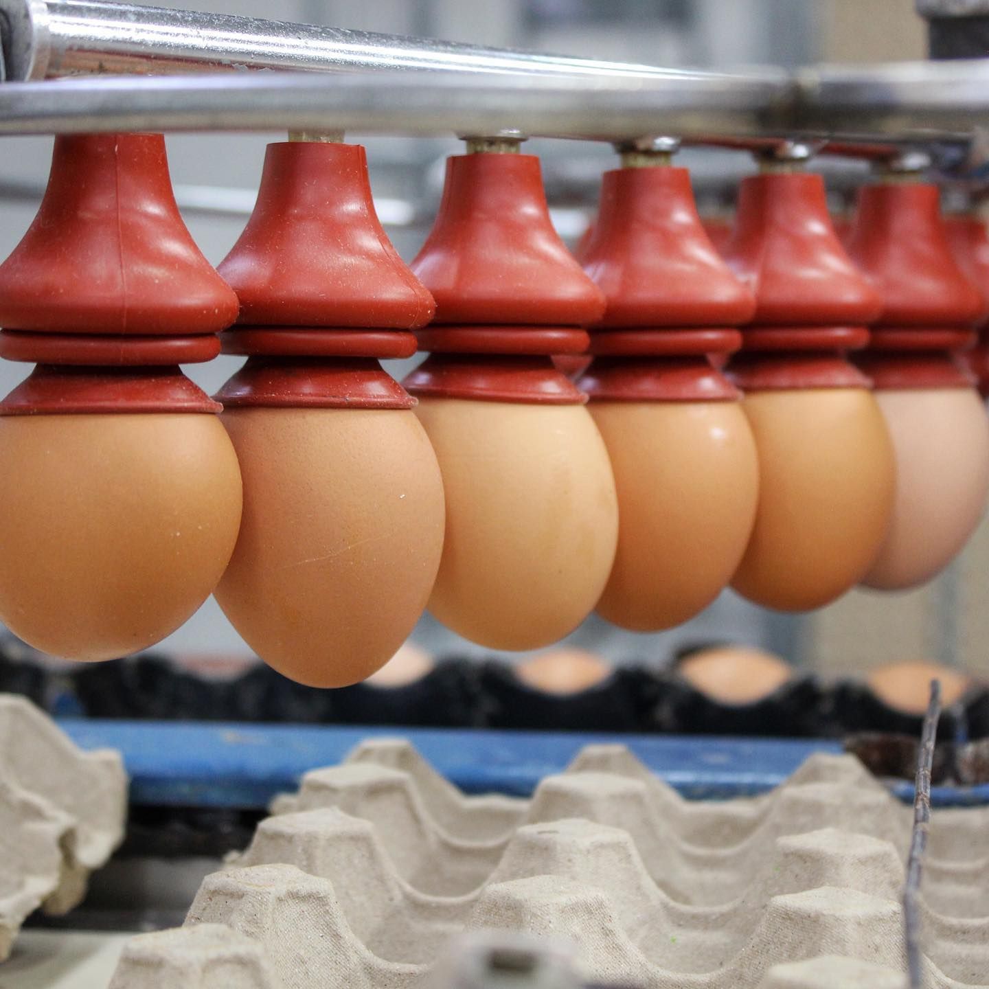 Eggs Production — Llandilo, NSW — Llandilo Farm Fresh Eggs