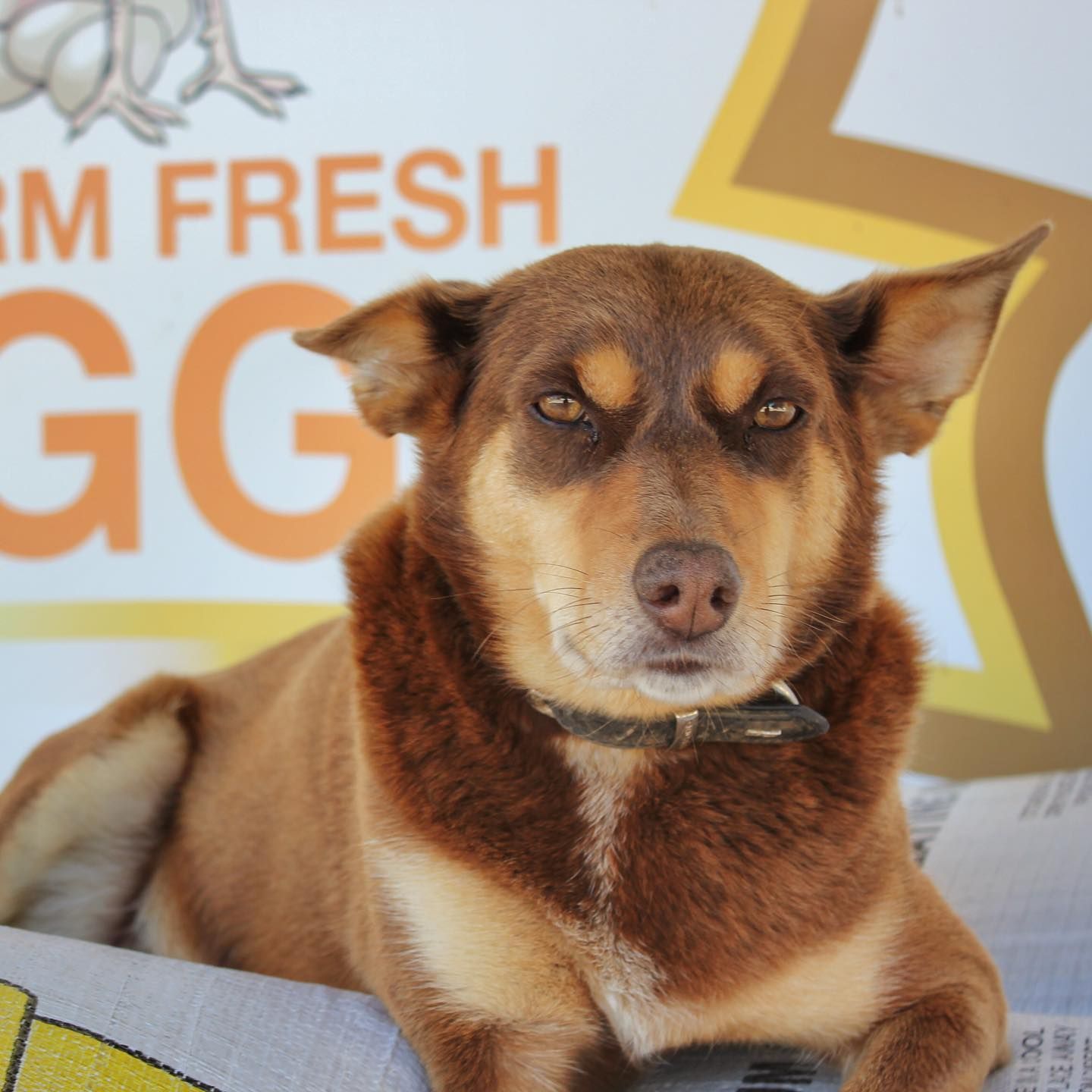 Cute Dog — Llandilo, NSW — Llandilo Farm Fresh Eggs