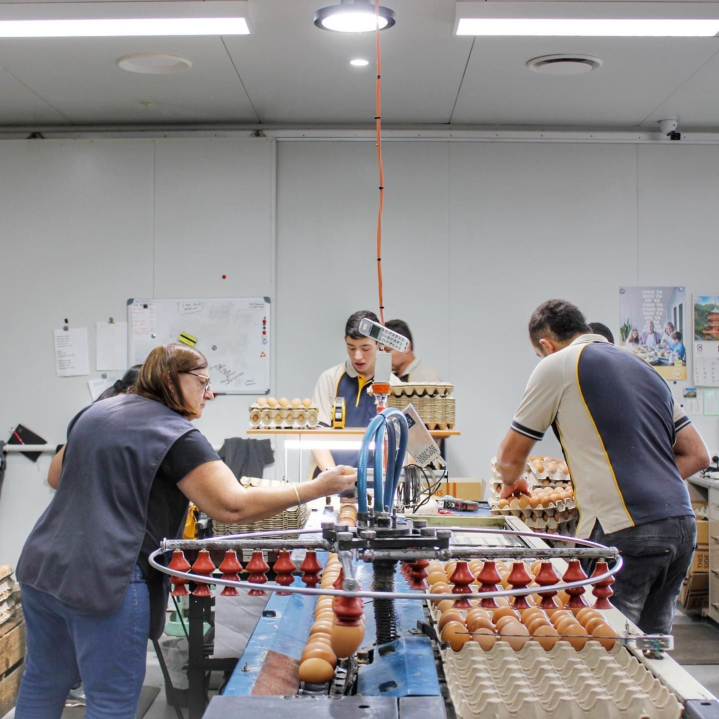 Staff at Egg Production — Llandilo, NSW — Llandilo Farm Fresh Eggs