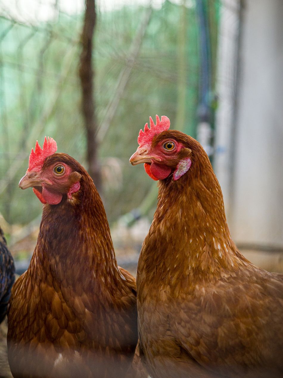Two Hens — Llandilo, NSW — Llandilo Farm Fresh Eggs