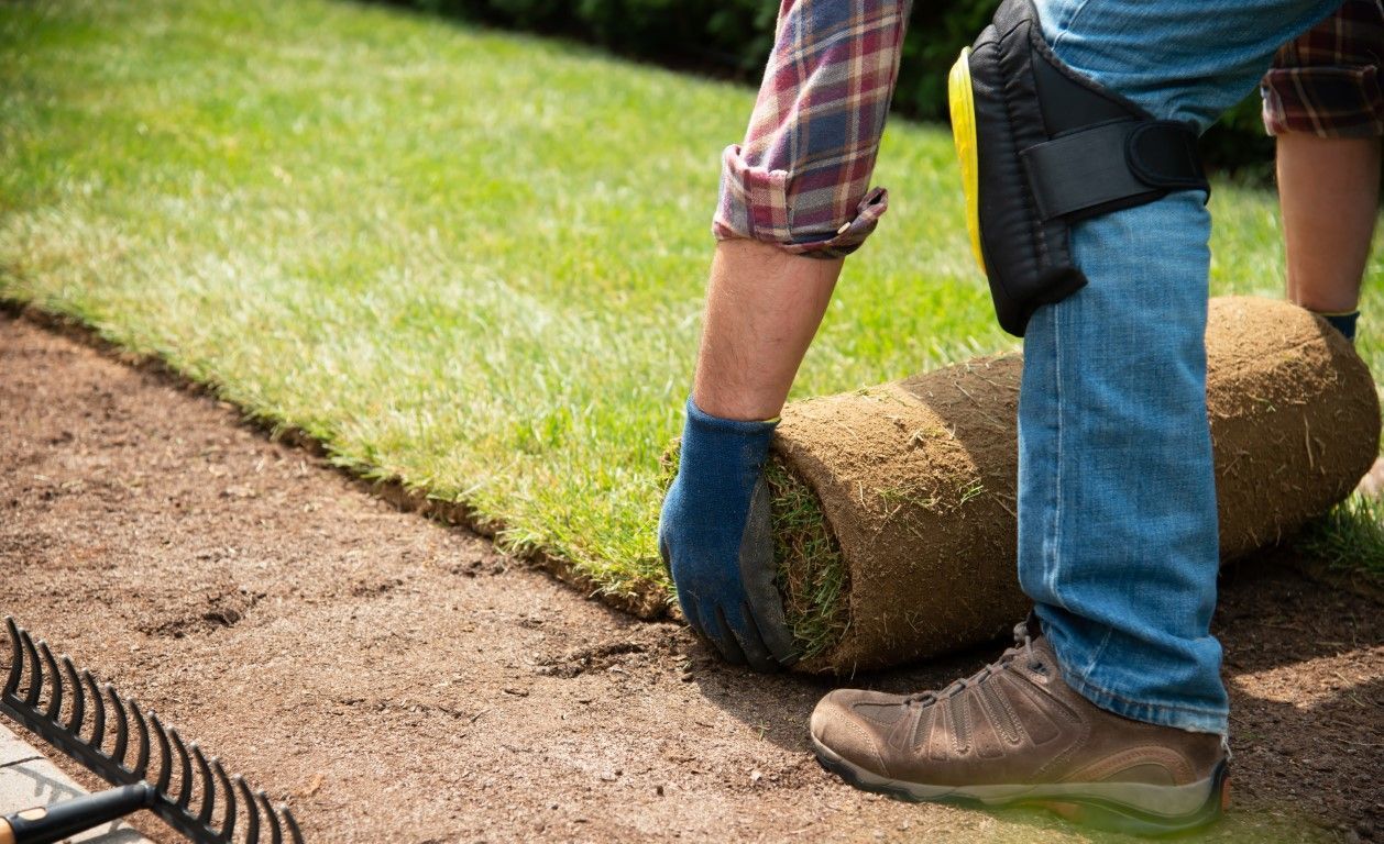 An image of a Sod Installation in Pine Hills FL