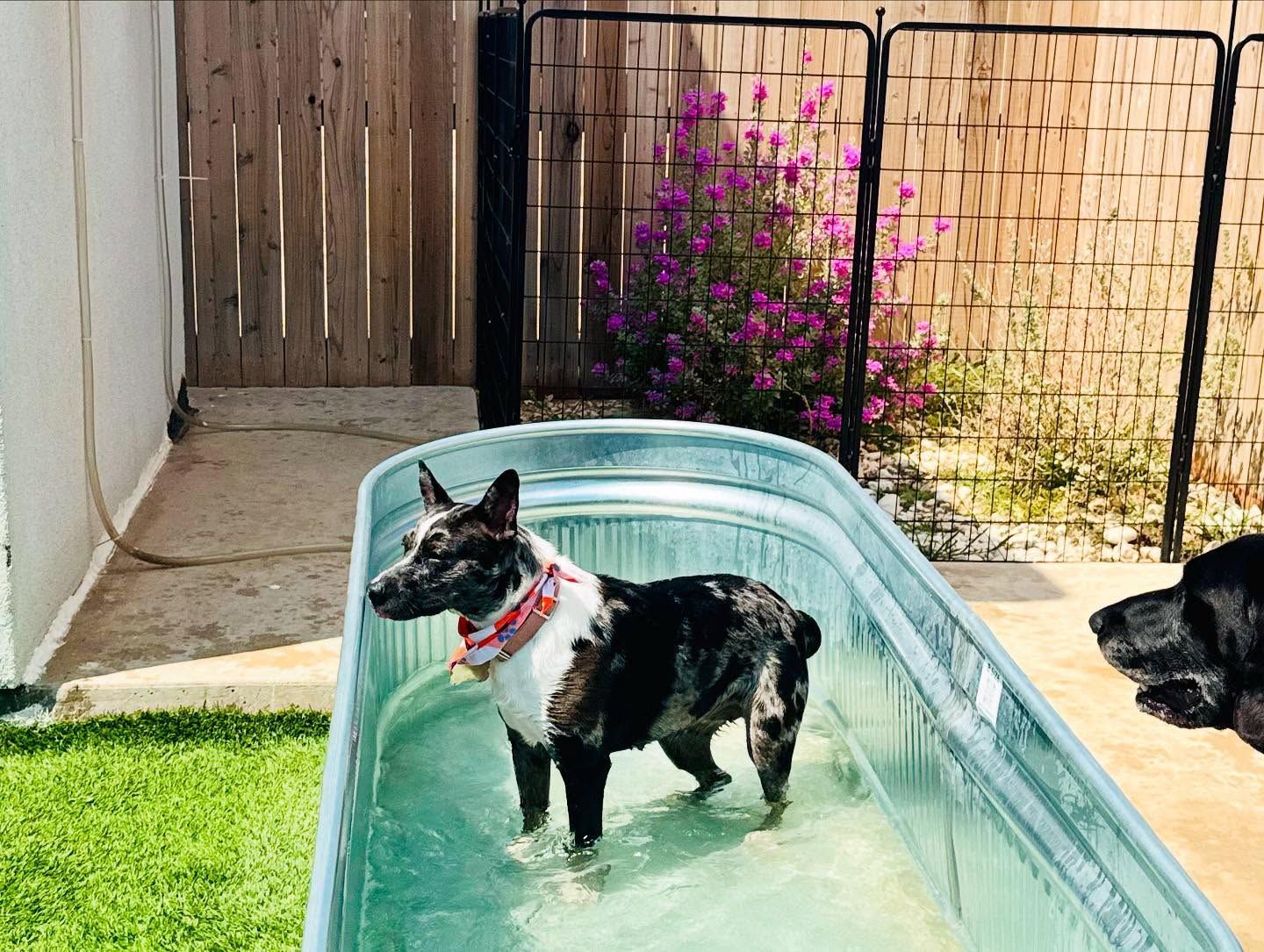 Chocolate Labrador wearing sunglasses sits on a blue beach towel, with a retro bus and tropical decor in the background.