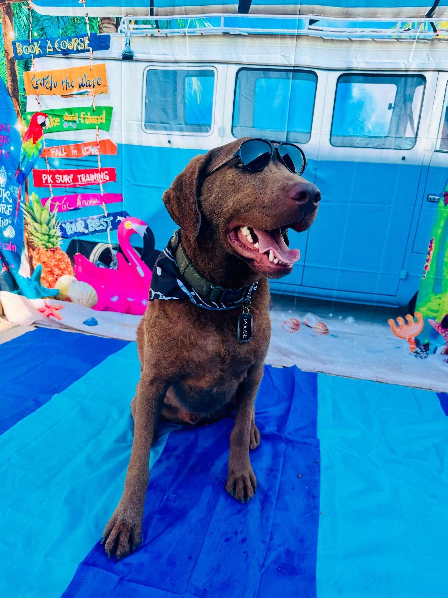 Chocolate Labrador wearing sunglasses sits on a blue beach towel, with a retro bus and tropical decor in the background.