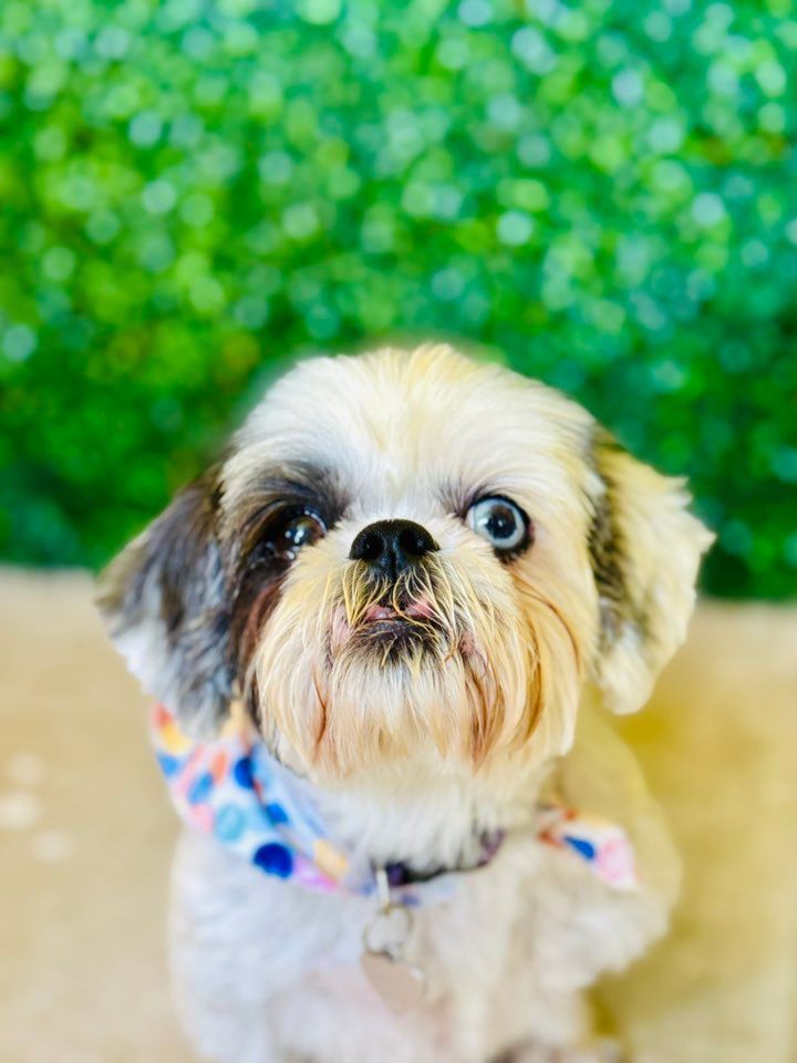 Shih Tzu dog with one brown and one blue eye, wearing a colorful bandana, with green foliage background.