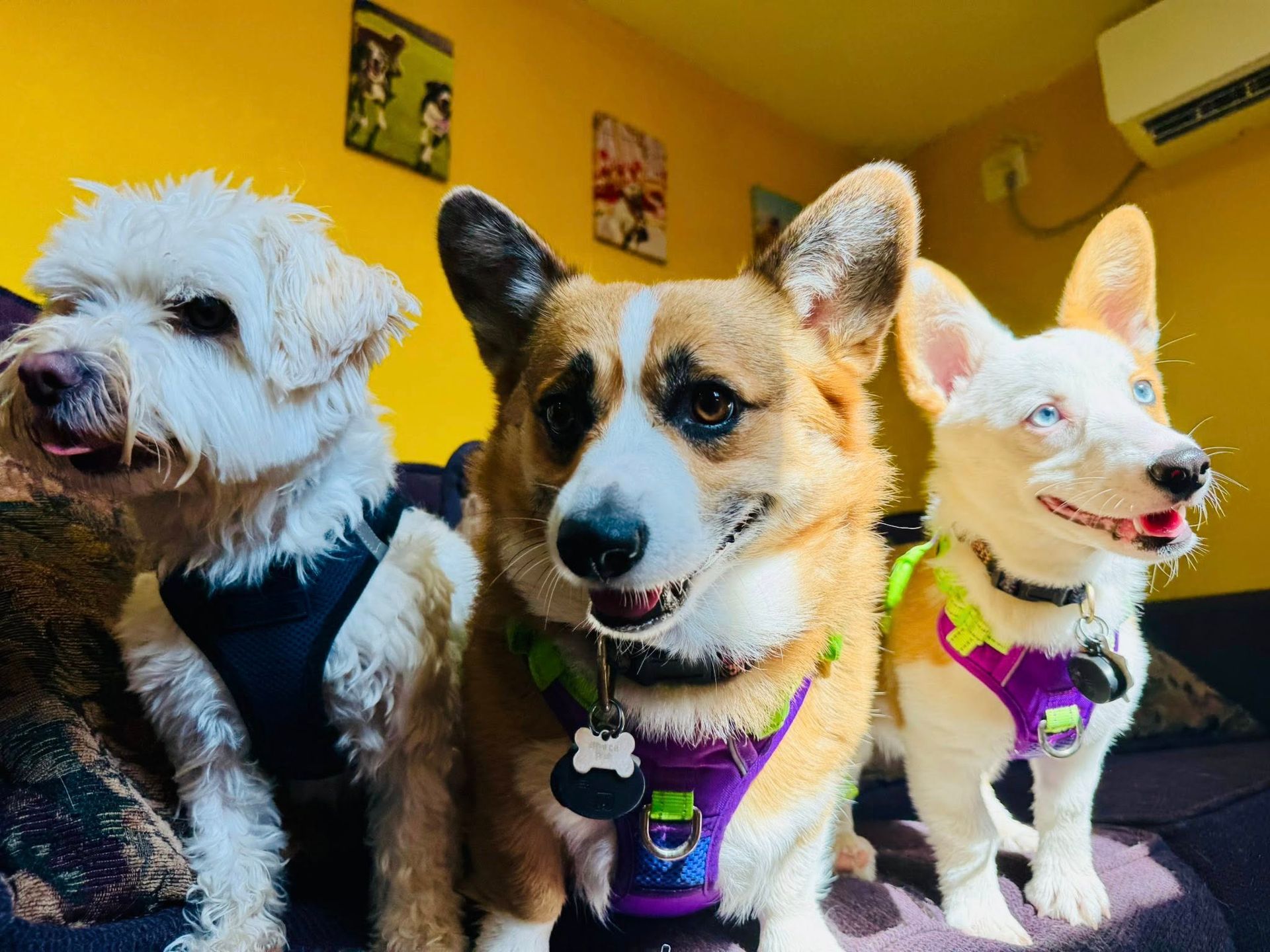 Three dogs wearing harnesses, sitting on a couch. The middle dog is a corgi. Two dogs have mixed eye colors.