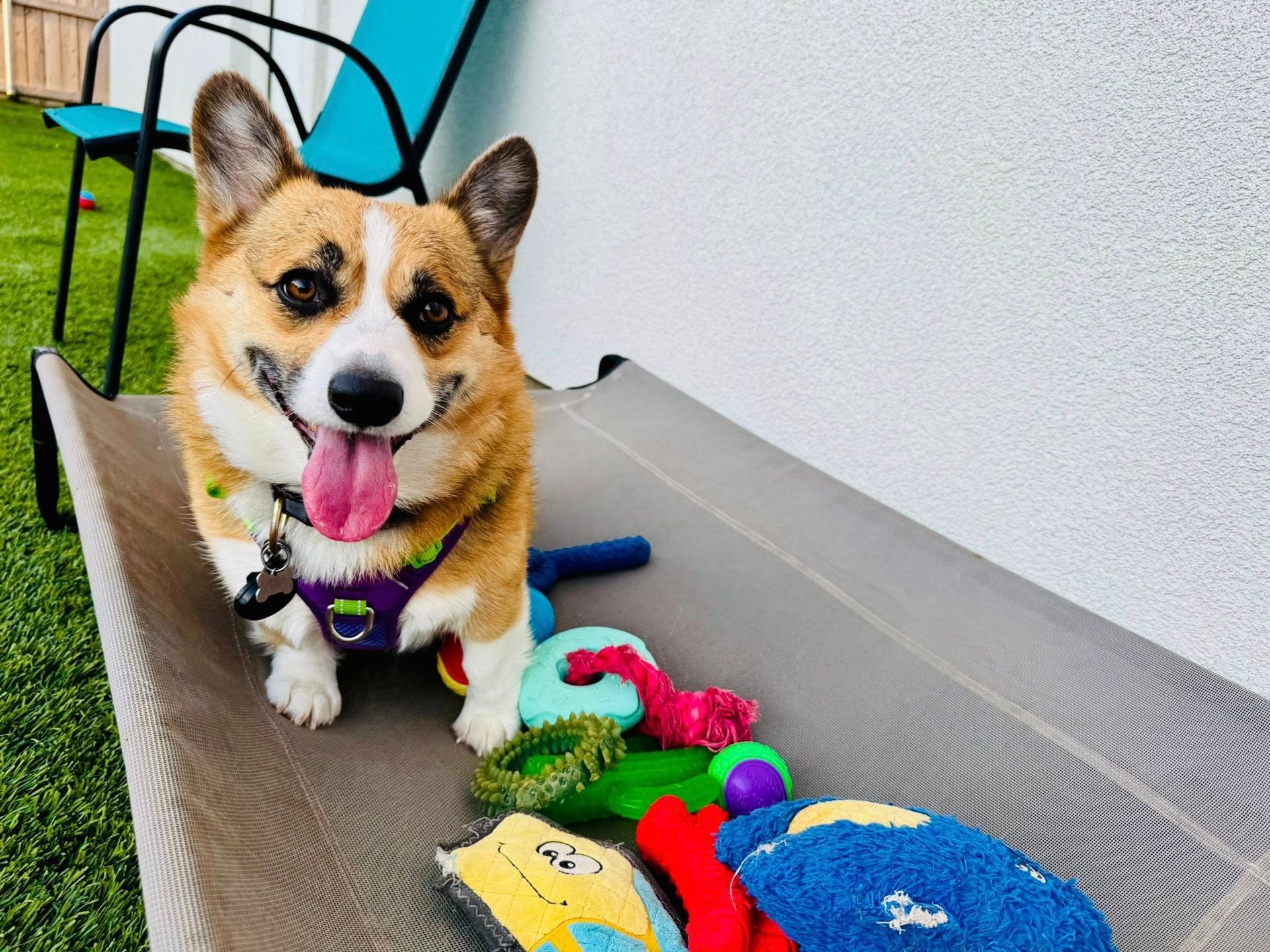 Happy corgi with tongue out, sitting on a dog bed with toys.