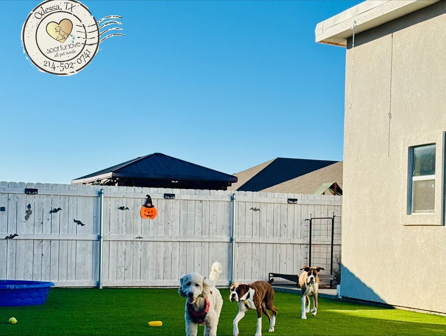 Three dogs playing in a fenced backyard with artificial turf. Clear blue sky. Logo in the top left corner.