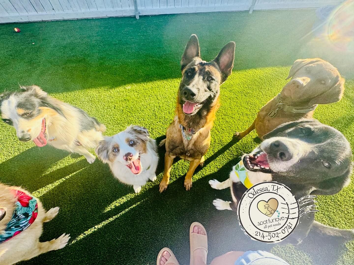 Six dogs sitting on green turf, looking up. One is a Belgian Malinois. Sunny outdoor setting.