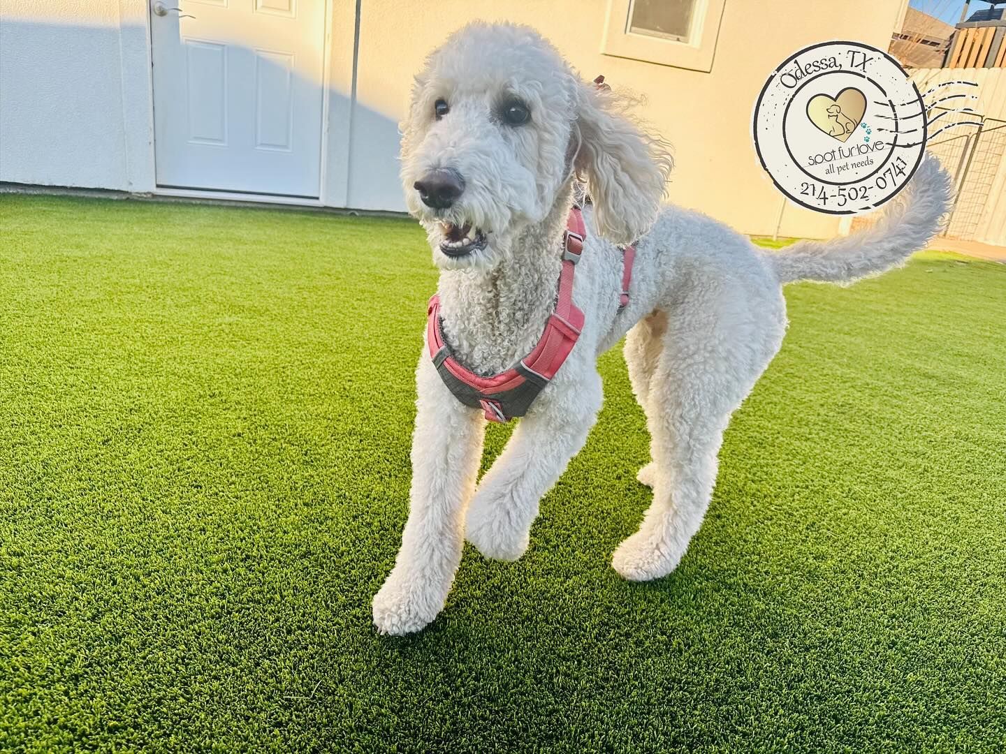 White dog with red harness runs on green turf. Sunny outdoor setting.