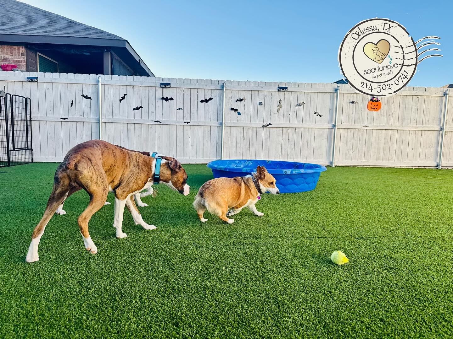 Two dogs play in a grassy yard, near a pool, a white fence with bats, and a sign.