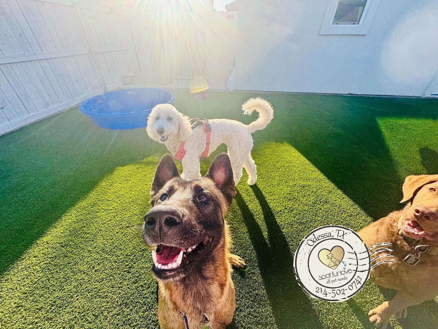 Three dogs on green turf; one has a curly white coat, another is brown with a black muzzle, and the third is reddish-brown.