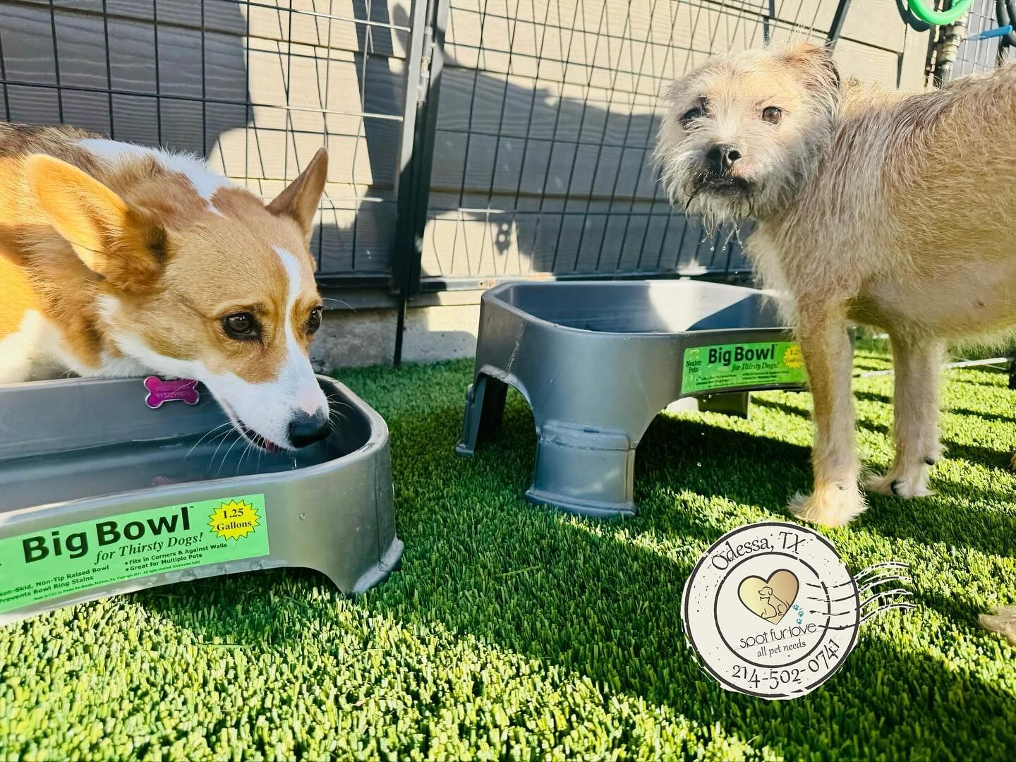 Two dogs by their food bowls: corgi drinking, scruffy dog standing. Green grass, gray bowls.