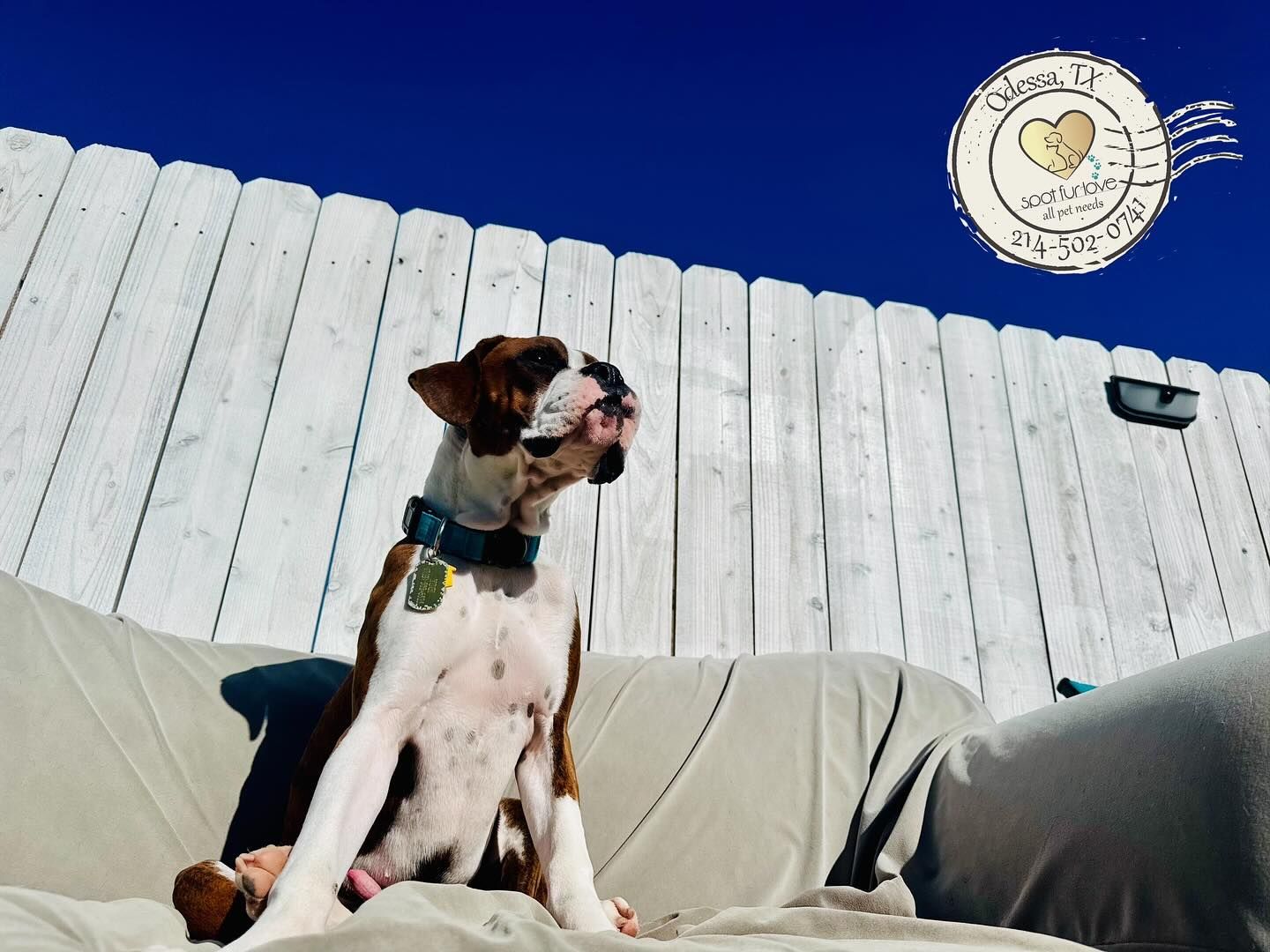 Boxer dog sitting on a couch, white fence, sunny blue sky.