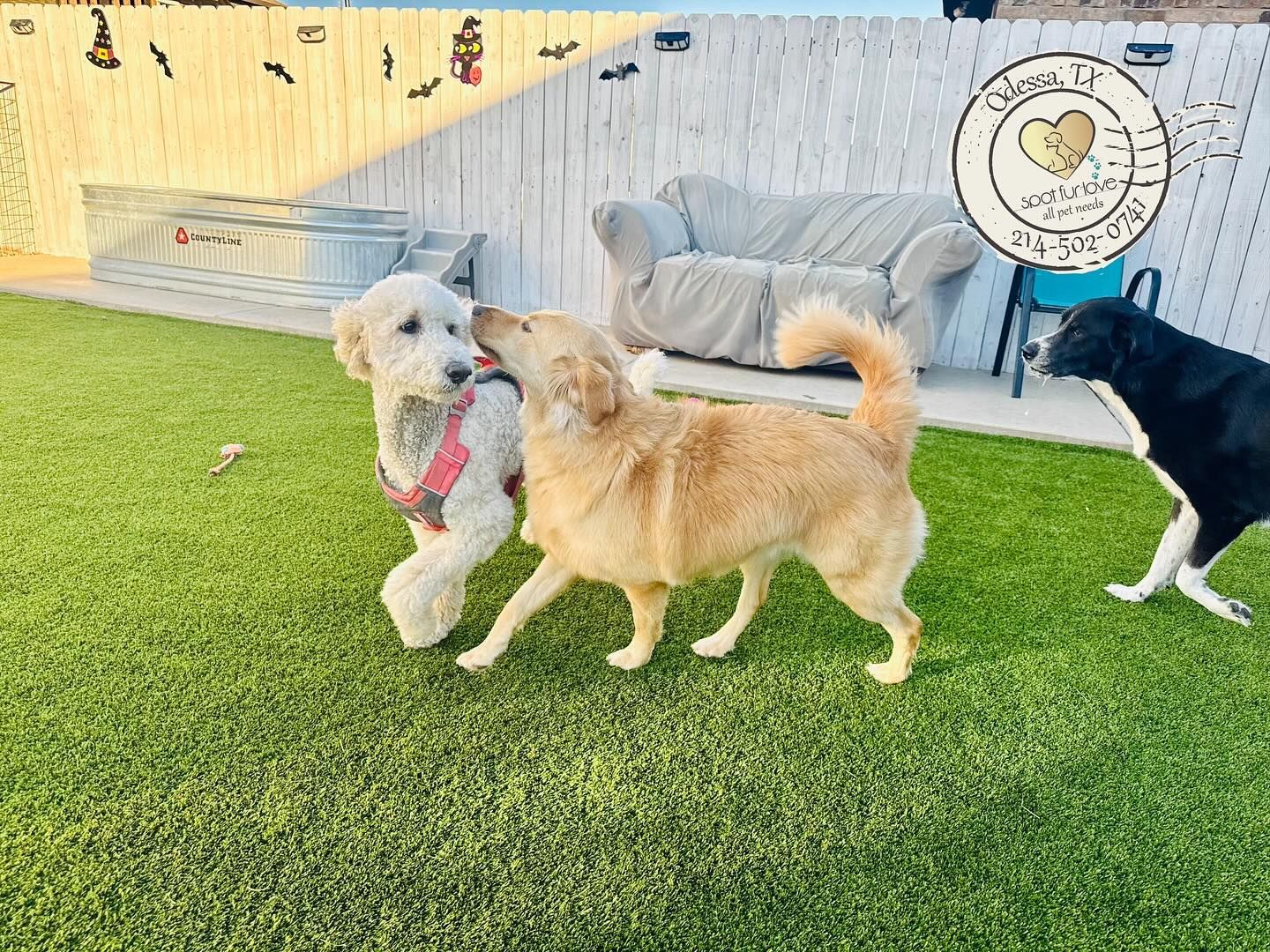 Three dogs playing on green turf in a fenced yard, one licking another's face.