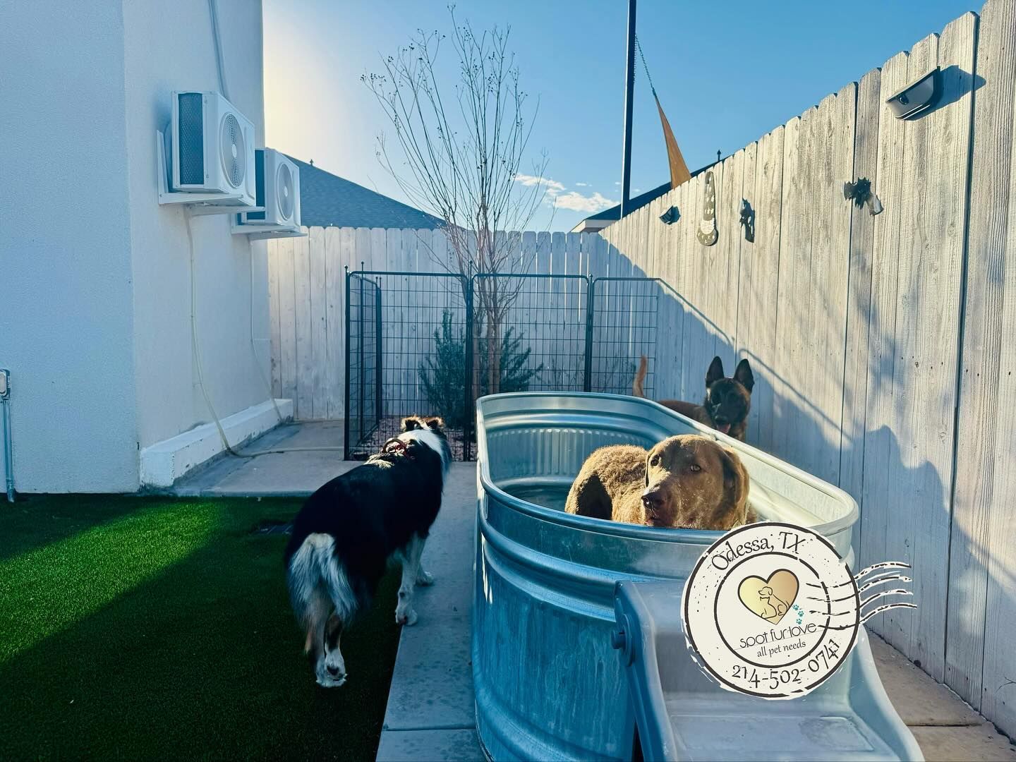 Dogs in a metal tub. One dog stands outside the tub, while two others are inside. Outdoor setting with a fence and a tree.
