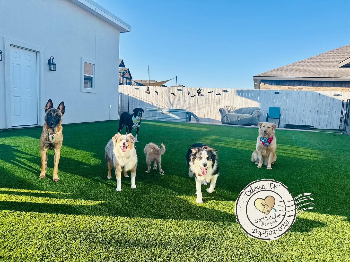 Dogs playing in a fenced backyard with green turf; a sign reads 