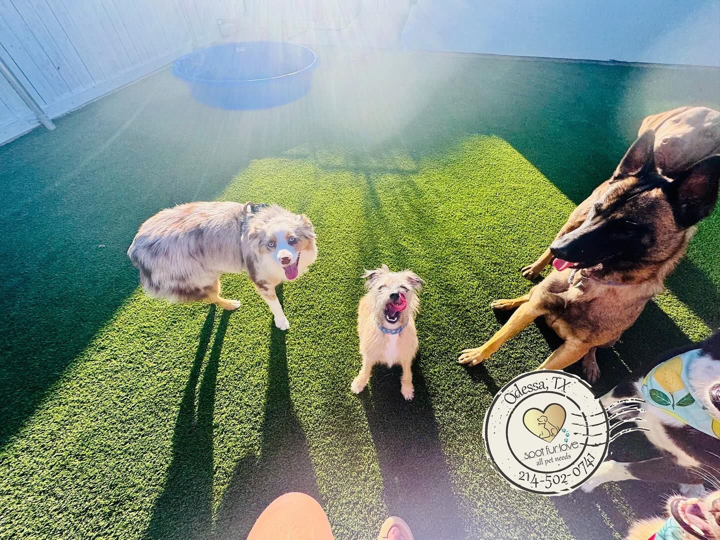 Three dogs on green turf; one wet, one smiling, one partially visible with a stamp in foreground.