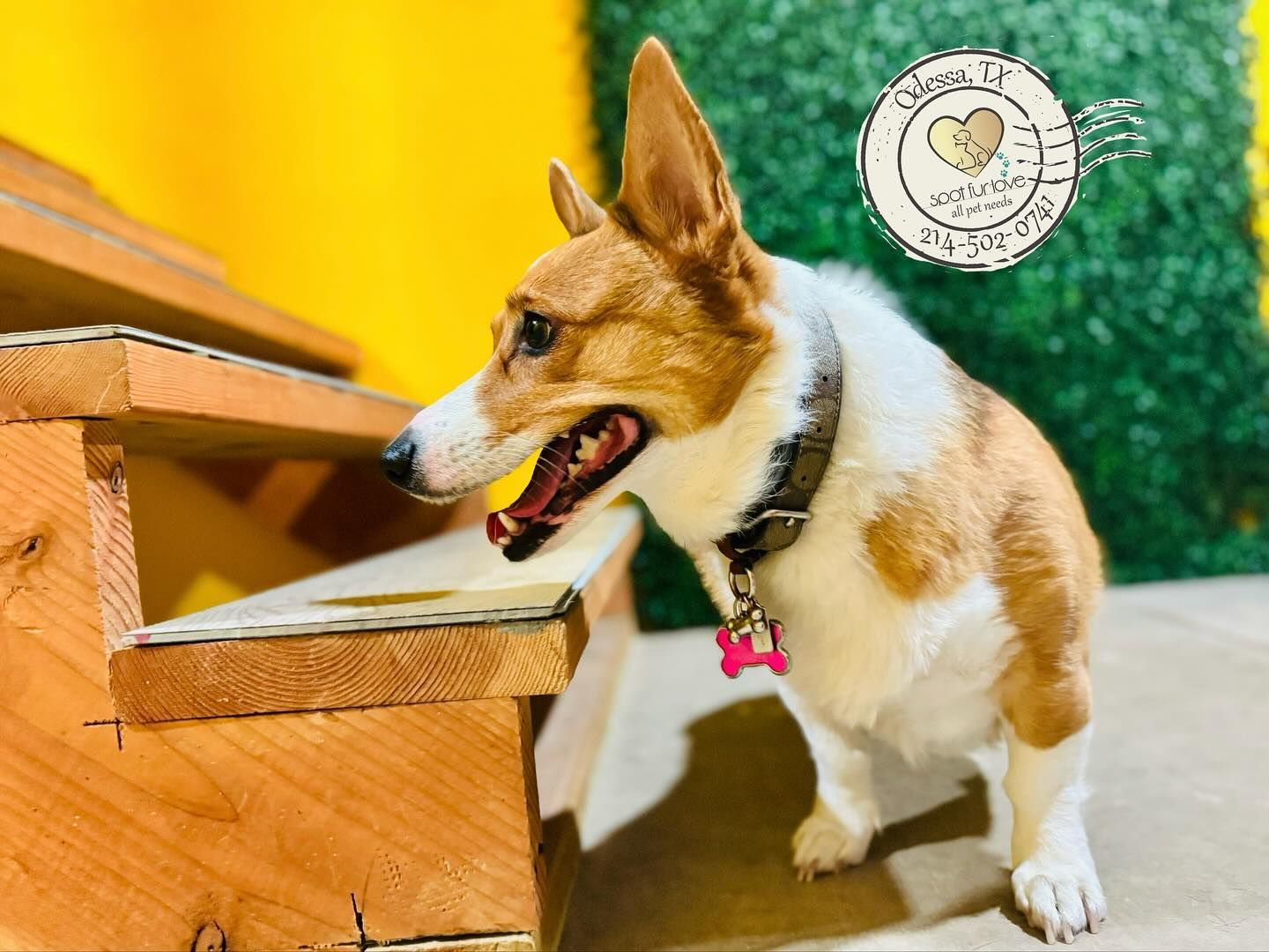Corgi with brown and white fur on wooden steps, tongue out, wearing a collar with a pink tag.