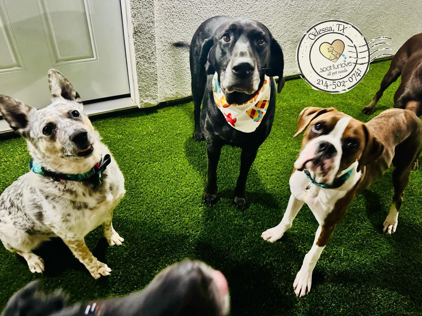 Five dogs on green turf. One blue heeler, a black dog with a bandana, a boxer, and two others.