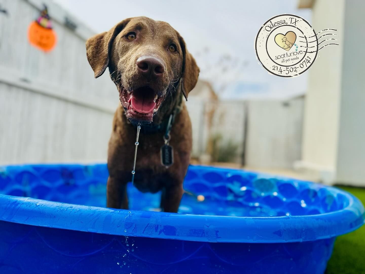 Brown dog in a blue kiddie pool, panting with water dripping from its mouth; outdoors.