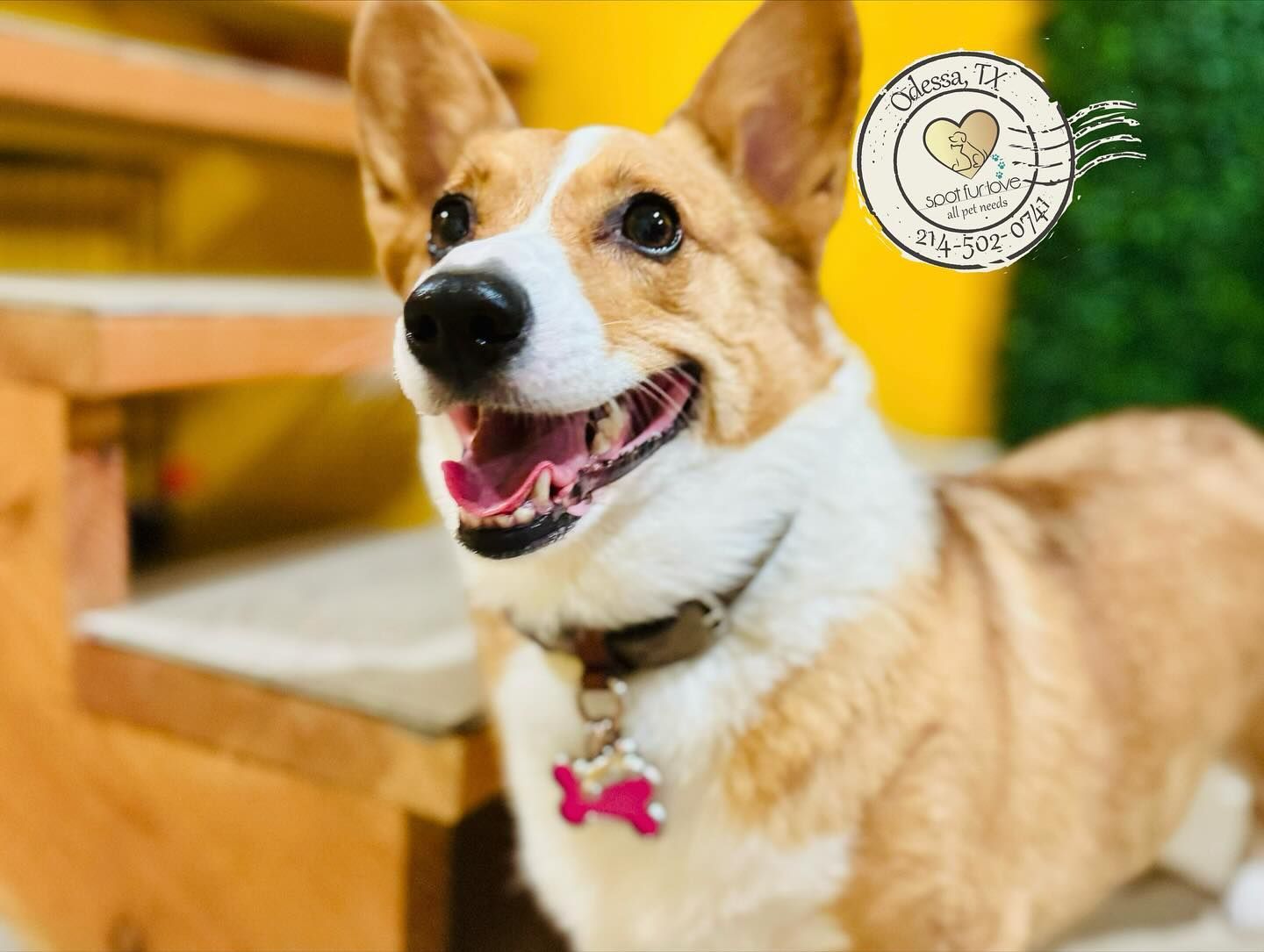 Happy corgi dog with a pink tag, smiling near wooden steps.