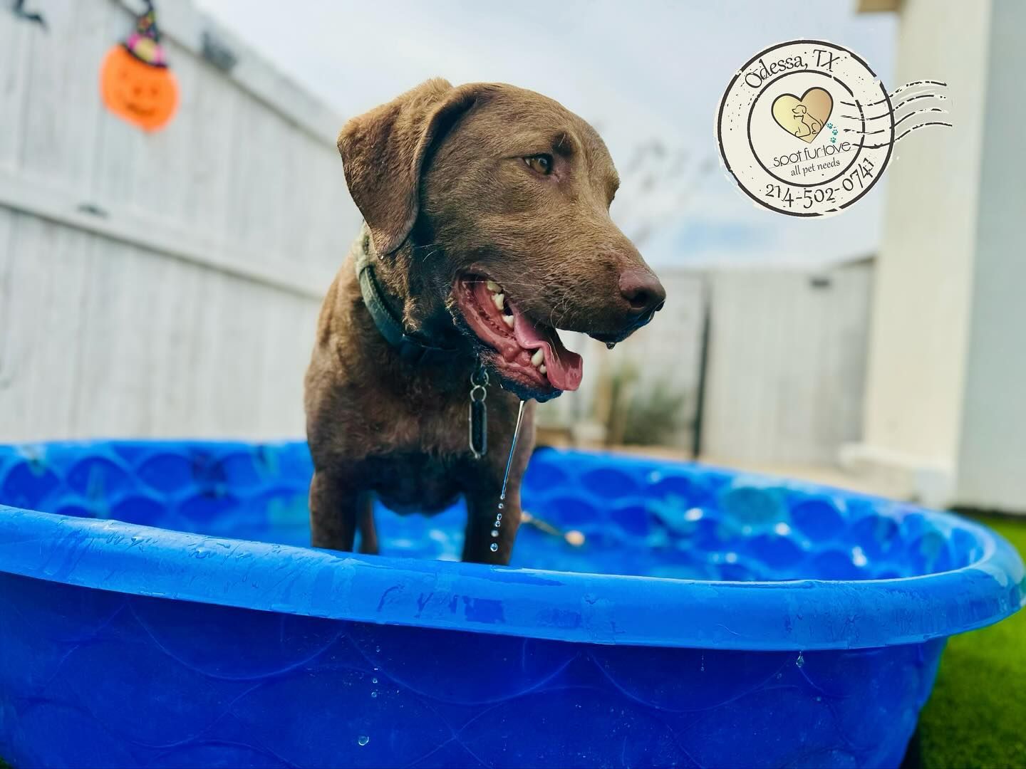 Brown dog stands in a blue kiddie pool, panting with a happy expression, outdoors.