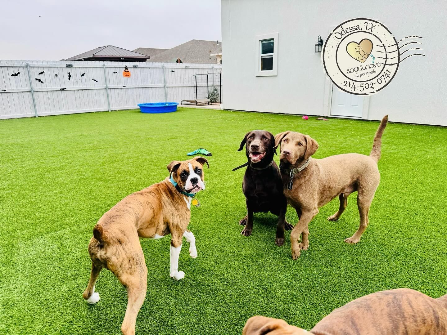 Three dogs playing in a fenced yard with artificial turf; one is brown and white, two are brown.