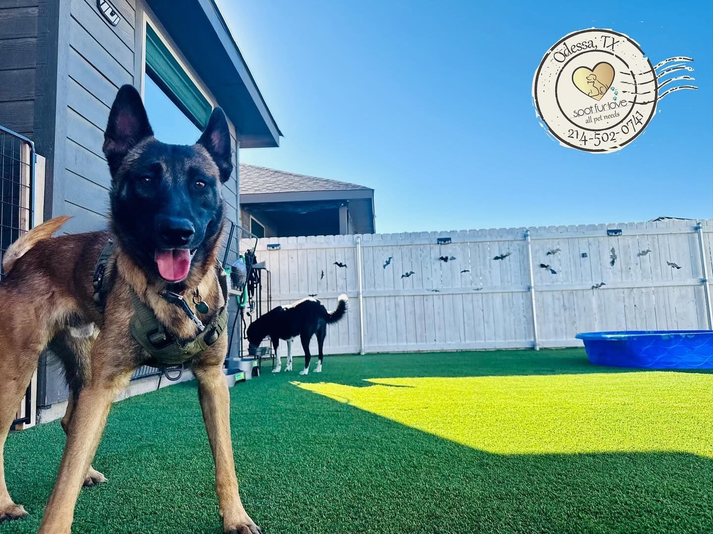 Dog in a yard, smiling. Another dog in the background. Green turf, white fence, sunny day.