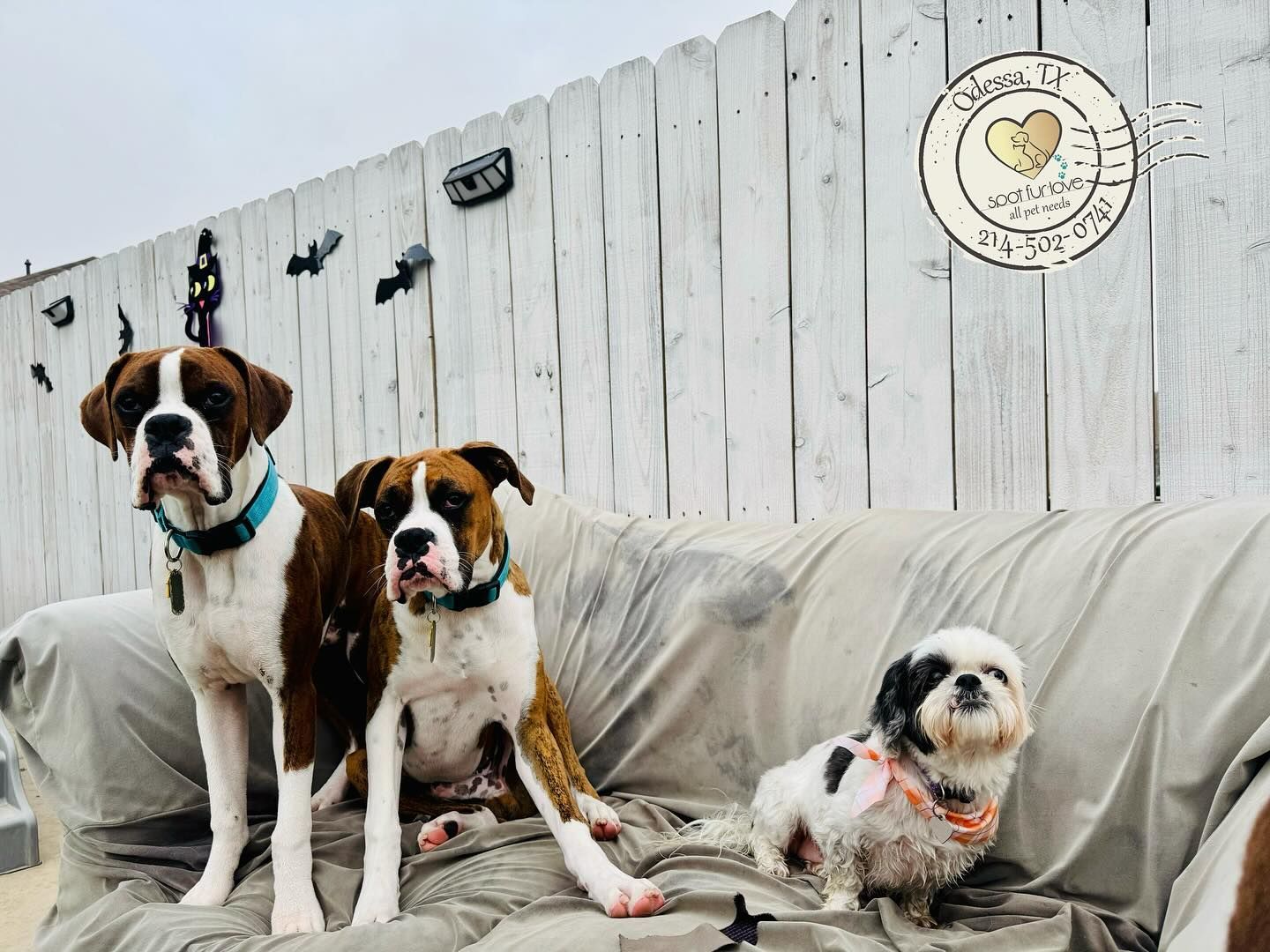 Three dogs on a couch: two boxers and a small Shih Tzu, in front of a white picket fence.